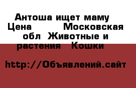 Антоша ищет маму › Цена ­ 100 - Московская обл. Животные и растения » Кошки   